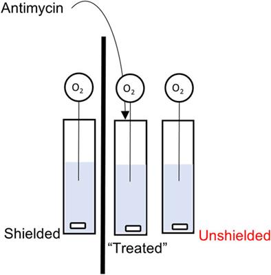 Non-chemical signalling between mitochondria